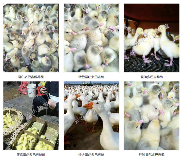 鹅苗报价(图)-霍尔多巴吉鹅价格-遵义霍尔多巴吉鹅