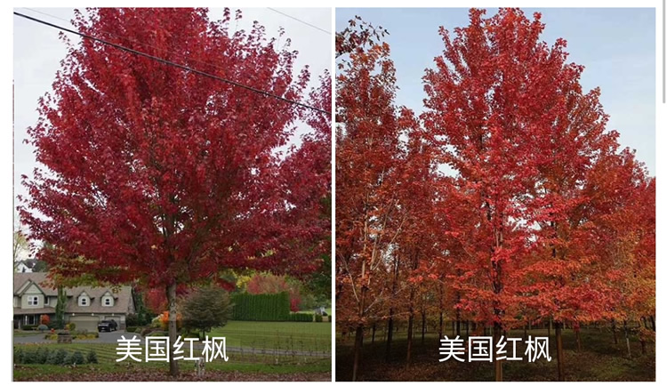 10公分美国红枫价格-美国红枫价格-丰辉苗木