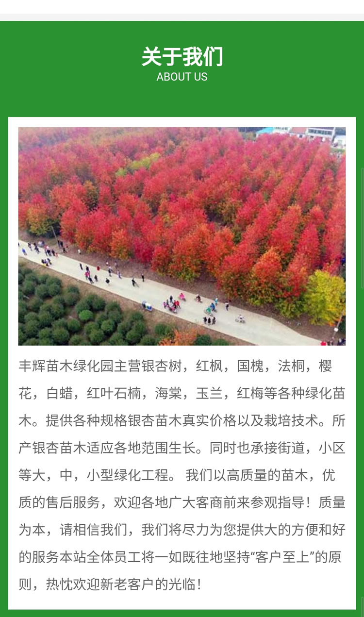 10公分美国红枫价格-美国红枫价格-丰辉苗木