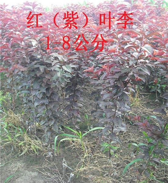 紫叶李小苗基地,留源苗木基地在线咨询,紫叶李小苗