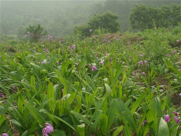 金航种养白芨价格图白芨价格随州白芨