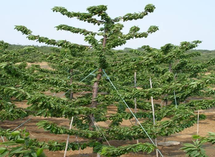 吉塞拉樱桃苗好_旭升园艺场在线咨询_达州吉塞拉樱桃苗