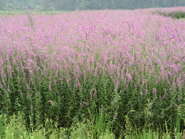 花海规划,树春花海,花海