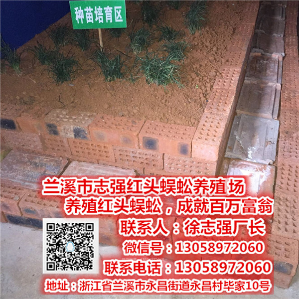 许昌蜈蚣养殖基地_蜈蚣养殖基地提供种苗_志强红头蜈蚣养殖场