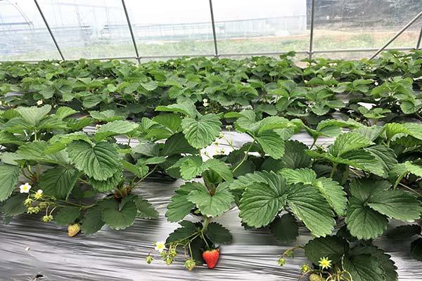 垫江草莓采摘园,楠之林雪生态农业园,有哪些草莓采摘园
