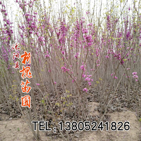 紫荆花_紫荆_沭阳新槐苗圃查看