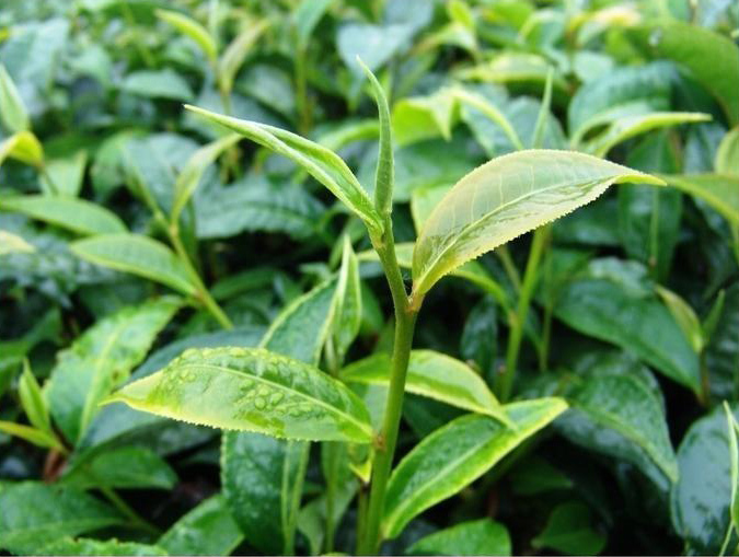 新茶茶叶-佳茗茶业(在线咨询-济宁茶叶