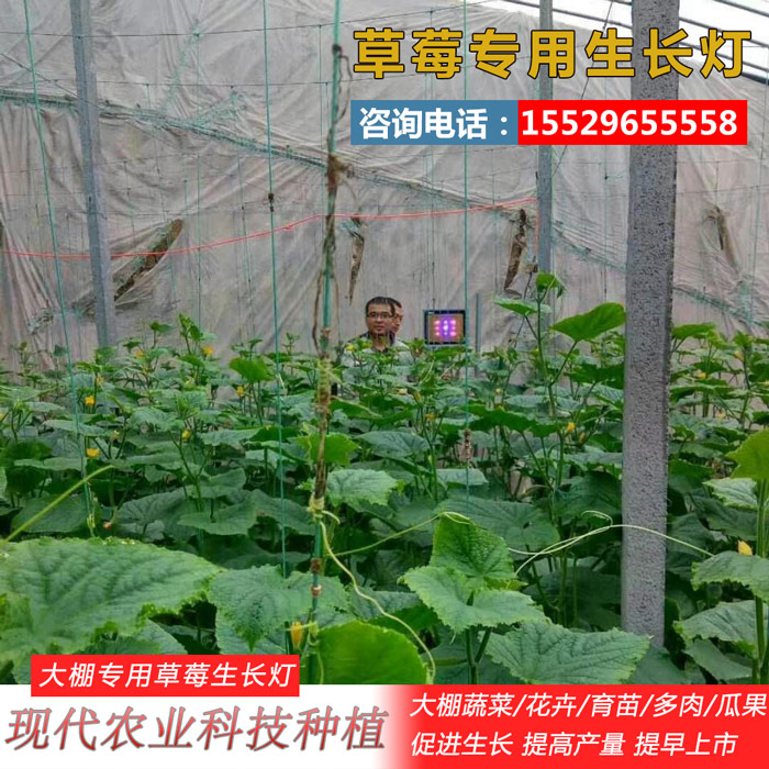 樱桃补光灯补光灯激光植物补光灯