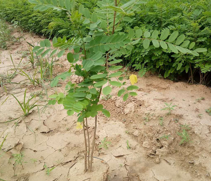 紫穗槐小苗价格,喀什地区紫穗槐,紫林种植紫穗槐