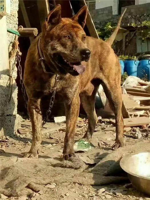 信任宠物店图虎斑犬出售深圳虎斑犬