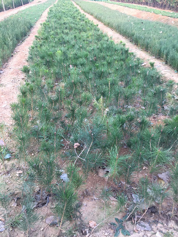 莒南黑松苗基地,三木苗木种植专业合作社,莒南黑松苗