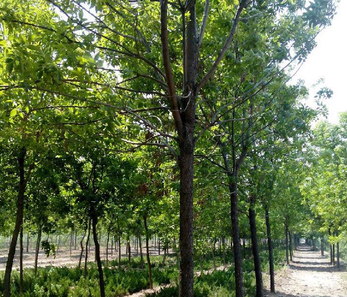 优质彩叶丝棉木-安徽彩叶丝棉木-富润种植成活率高(查看)