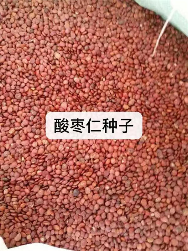 柳州酸枣仁种子-芳东绿化种苗-酸枣仁种子有卖的
