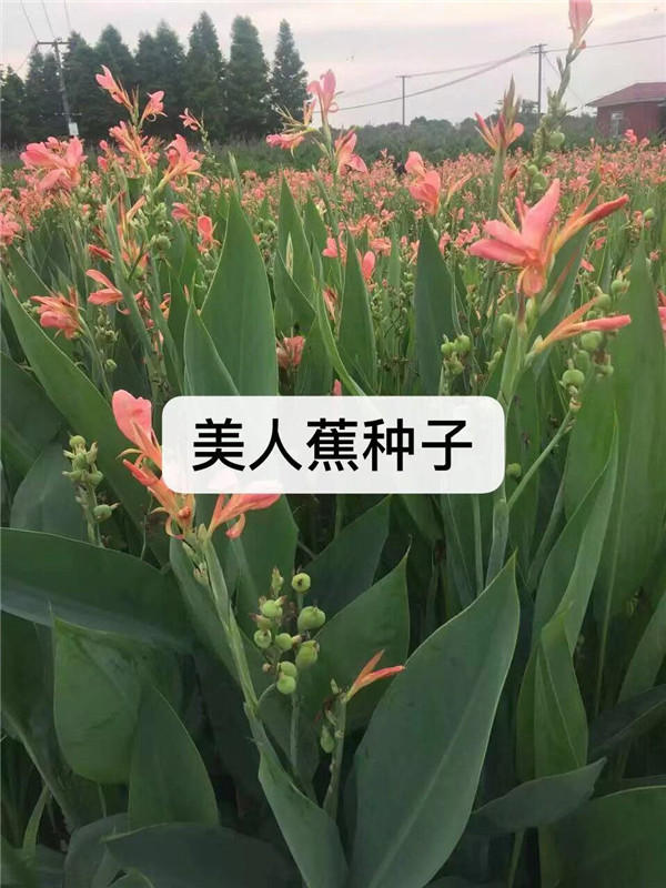 美人蕉种子价格-黔东南美人蕉种子-无锡芳东绿化种苗公司