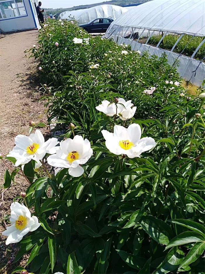 芍药花种子-鹤岗芍药种子-亳州市凡一药材合作社(查看)