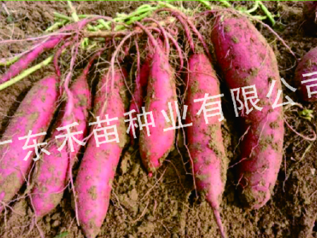 安阳烟薯25种苗-哪里买烟薯25种苗-禾苗种业(推荐商家)