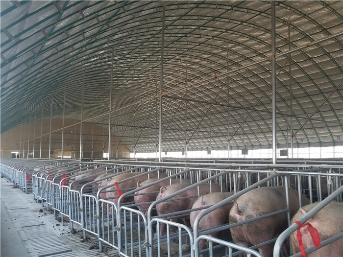 养猪大棚生产厂家养猪大棚腾鑫畜牧2020新款查看