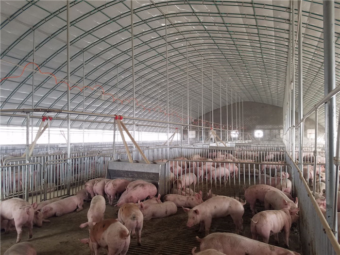 温室大棚养猪种菜图片腾鑫畜牧2020新款温室养猪大棚