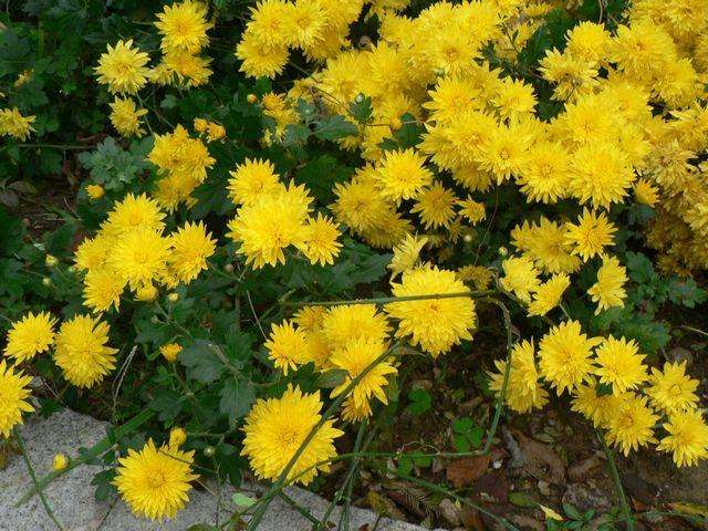 地被菊种植-古润园林(在线咨询-地被菊