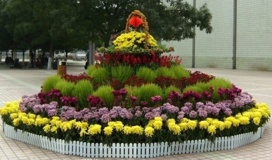 节日草花免费摆放_节日草花_丰林宿根花卉 查看