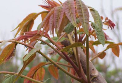山东有种植香椿苗的|香椿苗|隆盛园艺场