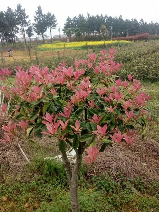 彩叶桂花树苗批发,彩叶桂花报价表咨询好彩苗木,上海彩叶桂花