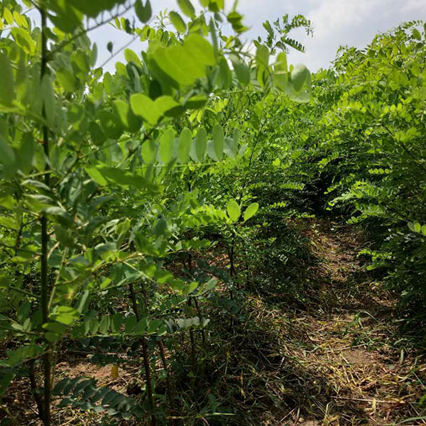 专业刺槐苗木报价-长赢(在线咨询)-刺槐苗木报价