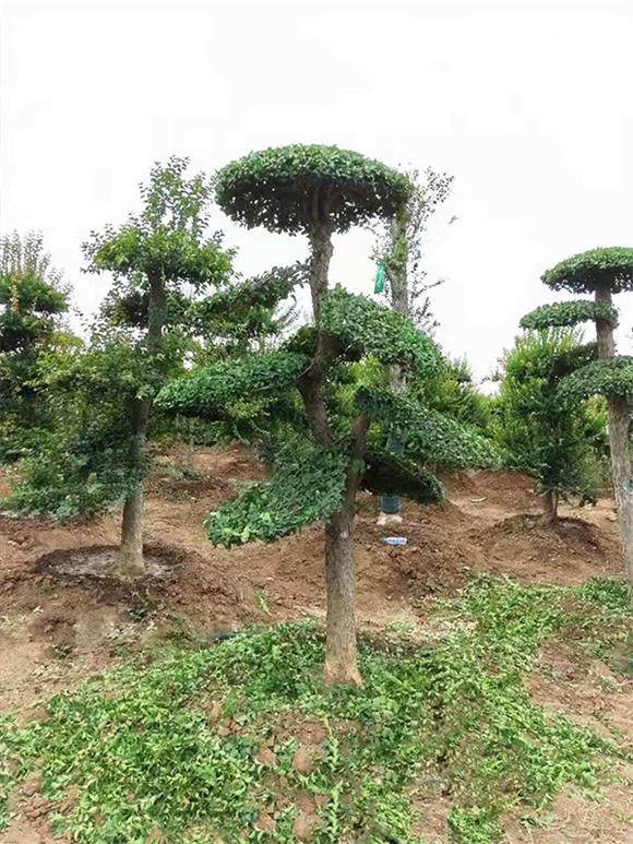 刺冬青树桩黄石刺冬青京山宏伟苗木种植园