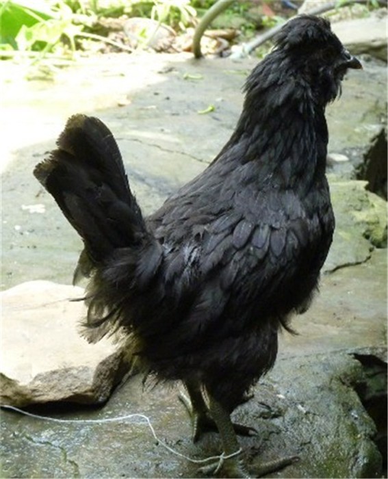 绍兴凤鸡|凤鸡厂家|旭田农业 优质商家