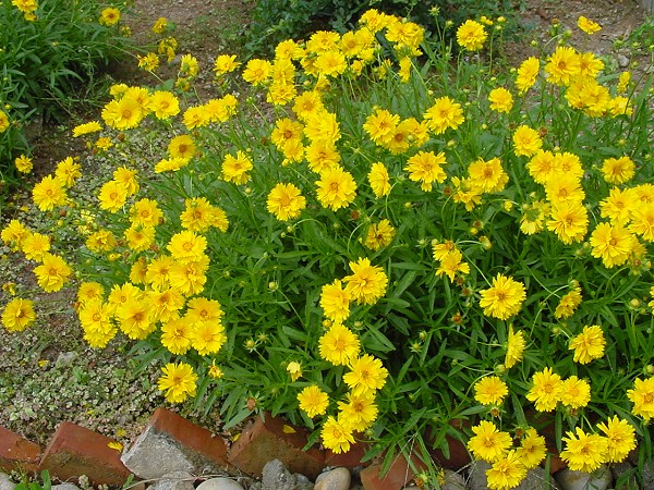 定興金雞菊樹春金雞菊營養缽金雞菊