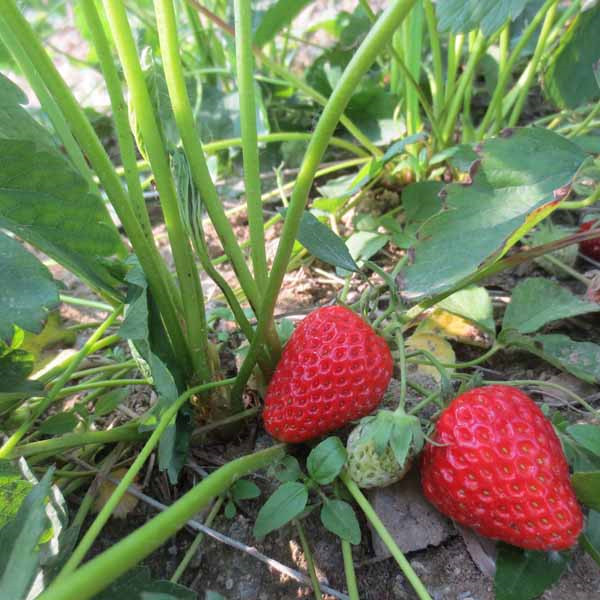 菏澤章姬草莓苗泰達園藝場章姬草莓苗價格