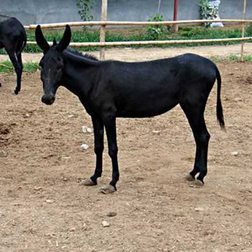 大厂养驴基地凯金养殖场原生态养殖养驴基地品牌
