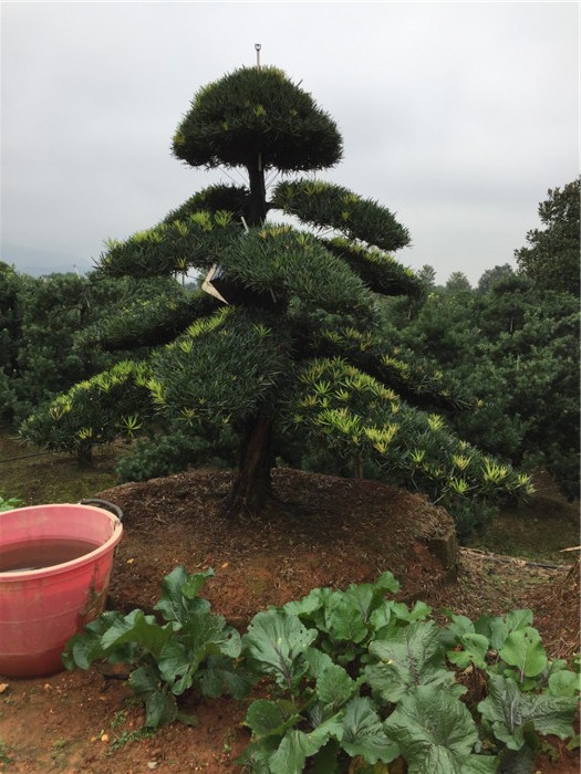 造型羅漢松價格,萬達苗圃 優質商家摘葉 為提高成型羅漢松的觀賞價值