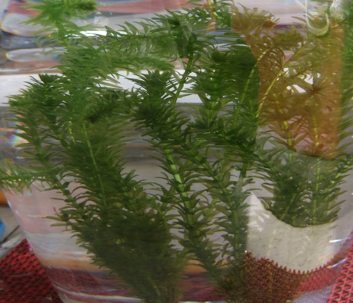 轮叶黑藻|众禾水生植物培育|山东轮叶黑藻批发