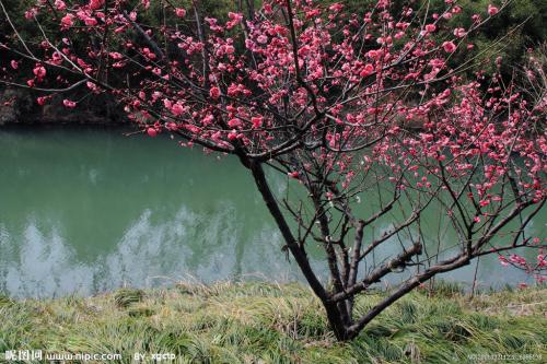 20公分梅花樹價格|一帆銀杏|梅花樹價格