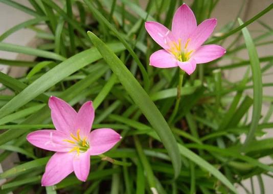 四川蔥蘭品種|蔥蘭|豐林蔥蘭種植基地