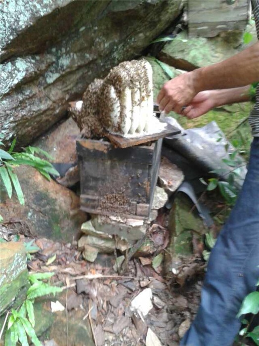 關鍵詞:海南蜂蜜,海南純天然蜂蜜,海南土蜂蜜,海南野生蜂蜜,海南濃縮